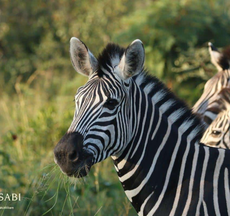 39Steff McWilliam Zebra 16 04 19 Final