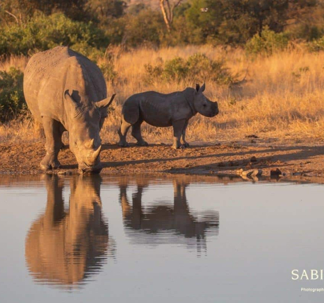 15Frederik Aucamp Talamati Male Lions And White Rhino 16 06 2019 2 Final 15Frederik Aucamp Talamati Male Lions And White Rhino 16 06 2019 2 Final