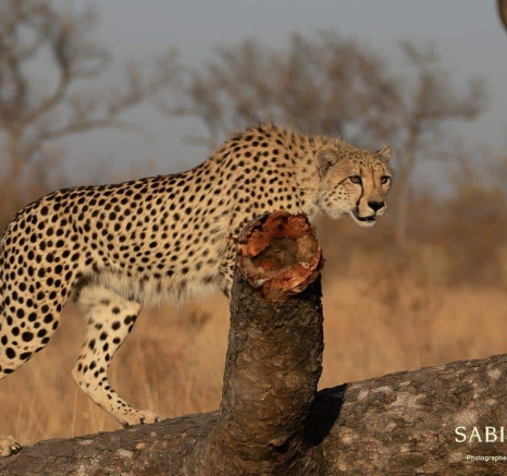 03Tyron Van Der Walt Cheetah 31072019 2 Final 03Tyron Van Der Walt Cheetah 31072019 2 Final