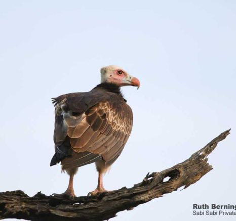 60Ruth Berning White Headed Vulture 05112019 1 Final 60Ruth Berning White Headed Vulture 05112019 1 Final