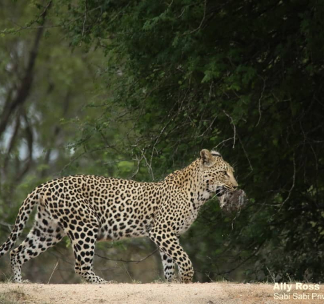 09Ally Ross 20201111 Blog Ntsumi Hyena 04 Final 09Ally Ross 20201111 Blog Ntsumi Hyena 04 Final