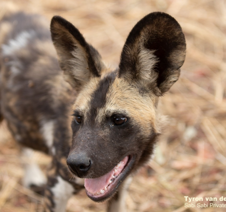 08Tyron Van Der Walt Wild Dog Pups 10112019 6 Final 08Tyron Van Der Walt Wild Dog Pups 10112019 6 Final