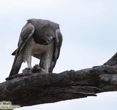 12Tyron Van Der Walt Martial Eagle 160720 3 Edit Final