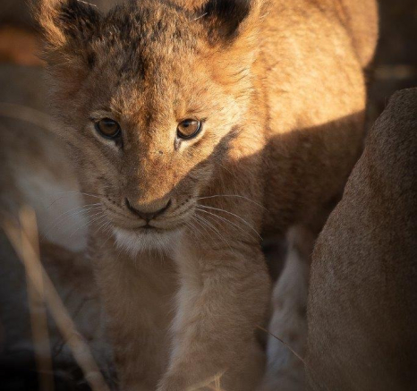 A10Tyron Van Der Walt Styx Cubs 080821 Portrait Final