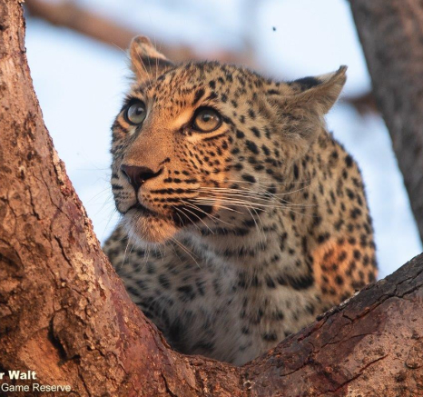 A33Tyron Van Der Walt Ntsumi Cub 090821 3 Final