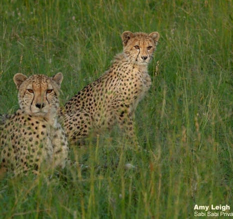 A31Amy Leigh Cheetah With Cub 1 200122 Final