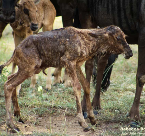 13Rebecca Boshoff Wildebeest Birth 13 10.12.2020 Final 13Rebecca Boshoff Wildebeest Birth 13 10.12.2020 Final