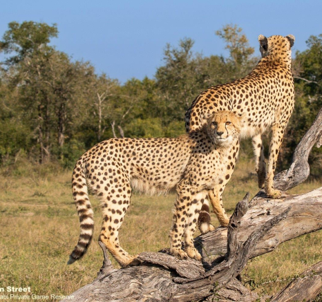 A10Jason Street Cheetha 090622 2. Final