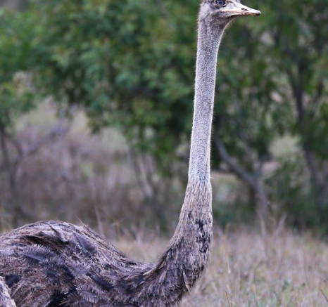 B07Coenraad Stapelberg Ostrich 301022 1 Final