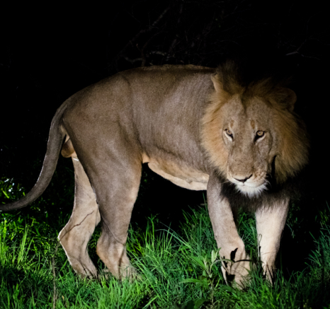 Majengilanes 3 Majengilanes 3