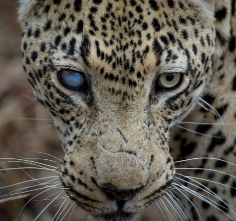 Sandriver Male 3 Sandriver Male 3