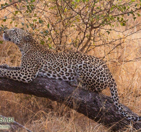 06Frederik Aucamp Kagilia Female Leopard 11 08 2019 Final 06Frederik Aucamp Kagilia Female Leopard 11 08 2019 Final