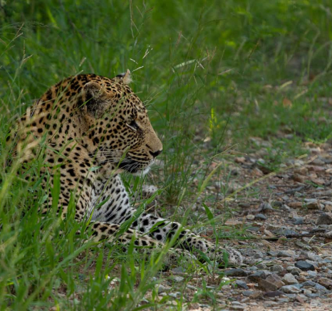 21 Amy Leigh Leopard Nweti 1 261220 21 Amy Leigh Leopard Nweti 1 261220