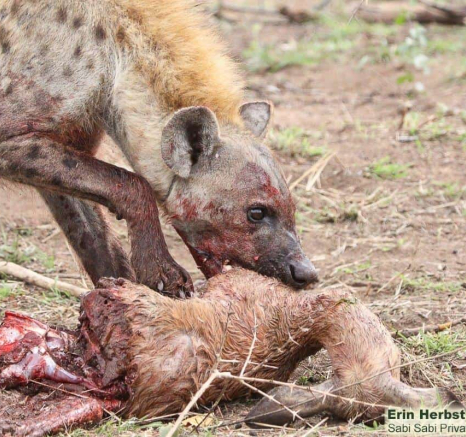 B09Erin Herbst Hyaena 3 191021 Final B09Erin Herbst Hyaena 3 191021 Final