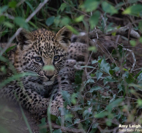 A08Amy Leigh Nsumi Cub 1 280522 Final