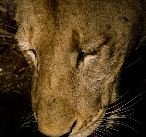 Sabi Sabi Photography 14 Sabi Sabi Photography 14