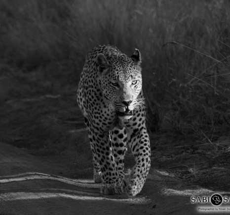 17Kevan Dobbie Maxabeni BW 3 Final 17Kevan Dobbie Maxabeni BW 3 Final