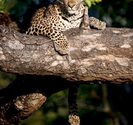 25Terry Ennever LBC Cub 17417 Final 25Terry Ennever LBC Cub 17417 Final