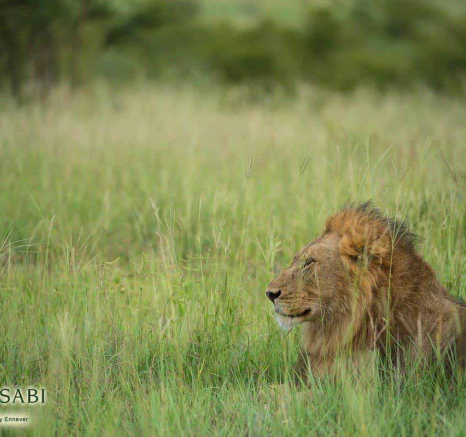 04Terry Ennever Avoca 22218 1 Final