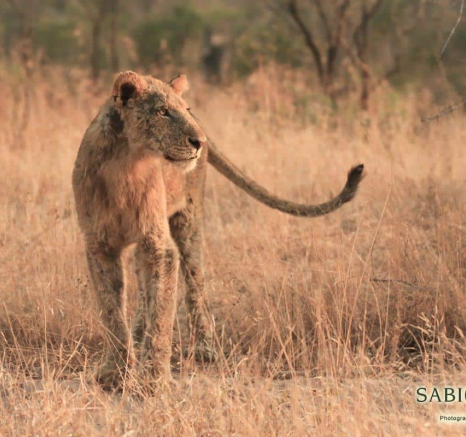 4 Ally Ross Mhangeni 16082018 Final