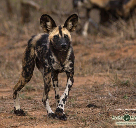 31Kevan Dobbie Wild Dog Sands 251118 2 Final