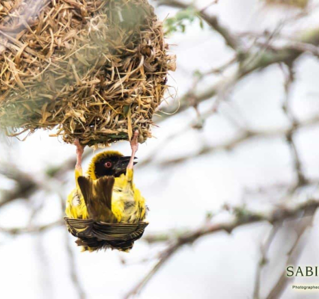 09Kevin Van Der Linde Weaver 24022019 Final 09Kevin Van Der Linde Weaver 24022019 Final