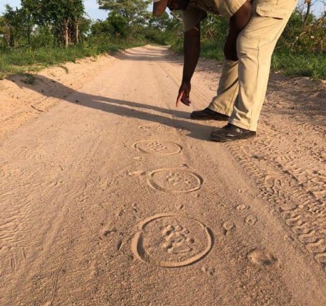 26Louise Murray Leopard Track 4 FINAL