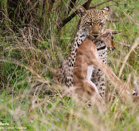 07andries Ndlovu Leopard Schotia 271119 2 Final