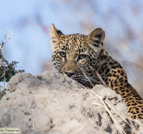 B10ronald Mutero Ntsumi And Cub 01082021 4 Final