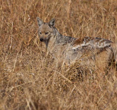 Jackal Jackal