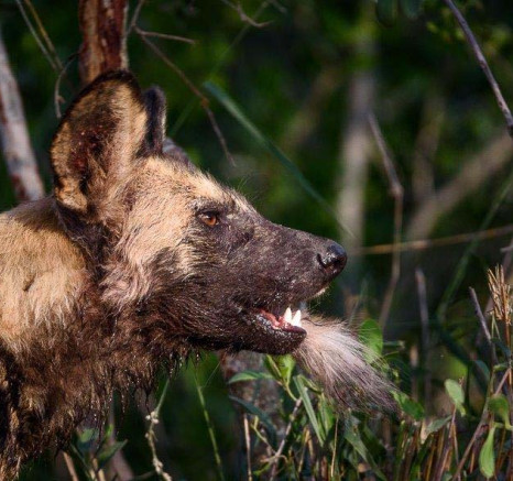 03Mike Palmer Wild Dogs 300416 4 03Mike Palmer Wild Dogs 300416 4