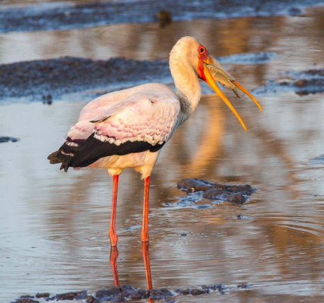 33Franscois Rosslee Yellow Billed Stork 1 33Franscois Rosslee Yellow Billed Stork 1