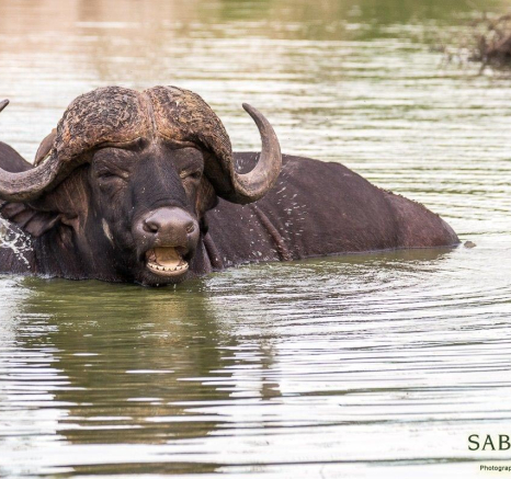 20Franscois Rosslee Buff270117 Final