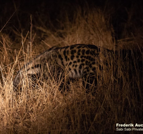 04Frederik Aucamp African Civet 23 10 2019 4 Final 04Frederik Aucamp African Civet 23 10 2019 4 Final
