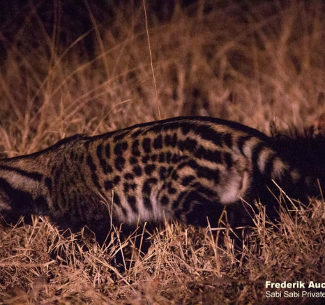 05Frederik Aucamp African Civet 23 10 2019 5 Final 05Frederik Aucamp African Civet 23 10 2019 5 Final