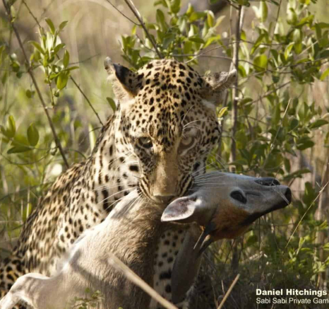 09Daniel Hitchings Scotia 02122019 Final 09Daniel Hitchings Scotia 02122019 Final