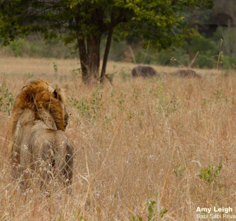 B24Amy Leigh Lion Nwas 1 300721 Final