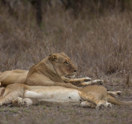 18Pravir Patel Lion01 221115 18Pravir Patel Lion01 221115