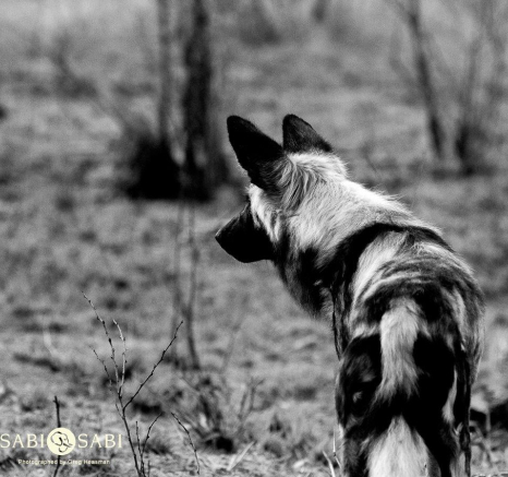 19Greg Heasman African Wild Dog 4 Final 19Greg Heasman African Wild Dog 4 Final