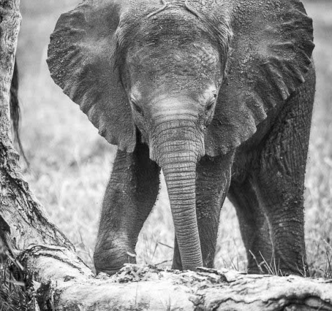 12Terry Ennever Baby Elephant Final 12Terry Ennever Baby Elephant Final