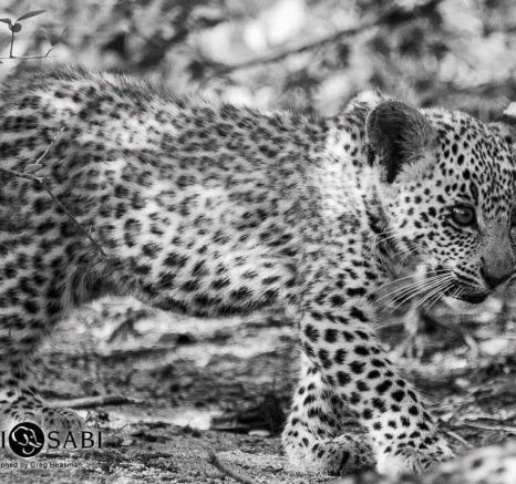 33Greg Heasman Female Leopard Cub Little Bush Female 31 03 18 3 Final 33Greg Heasman Female Leopard Cub Little Bush Female 31 03 18 3 Final