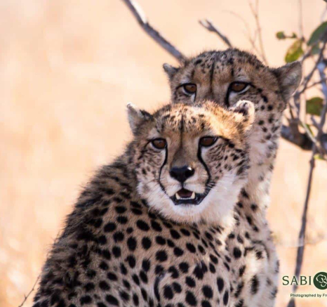 22Frederik Aucamp 3 Cheetah 2 Final 22Frederik Aucamp 3 Cheetah 2 Final