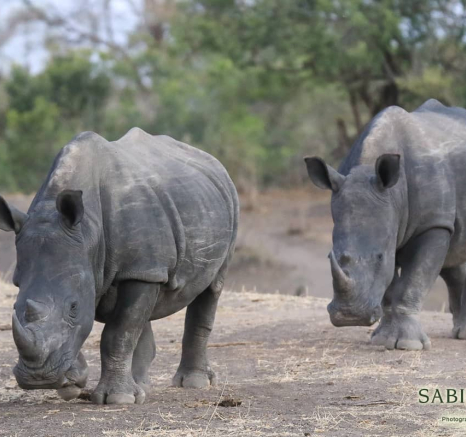 07Ally Ross Rhino Pair 02 Final