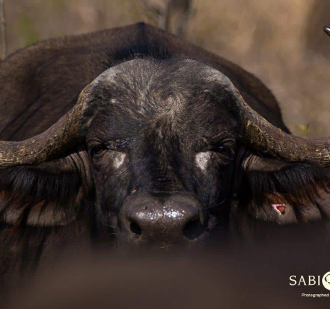 49Kevan Dobbie Buffalo 251118 2 Final