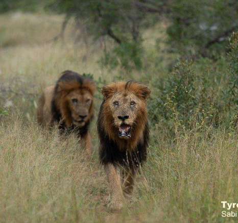 11Tyron Van Der Walt Birmingham Males 160420 7 Final