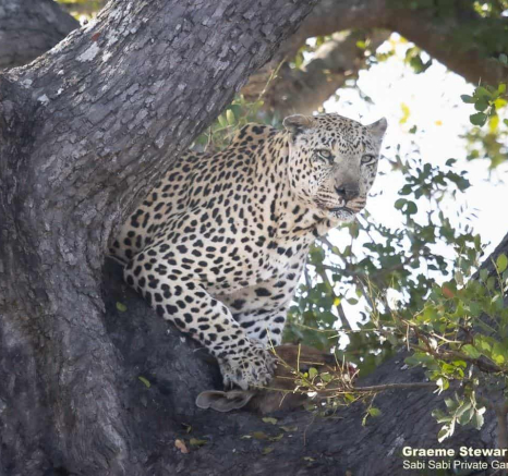 18Graeme Stewart Xovonokela 060820 2 Final