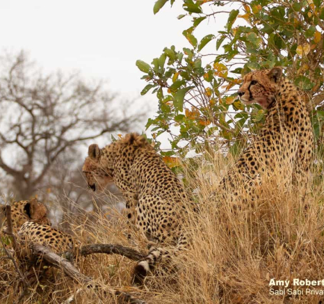 44Amy Roberts Cheetah 3 300820 FINAL