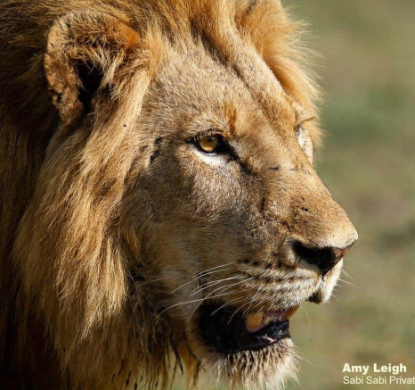 41Amy Leigh Lion Styx Nwas 4 031120 Final 41Amy Leigh Lion Styx Nwas 4 031120 Final