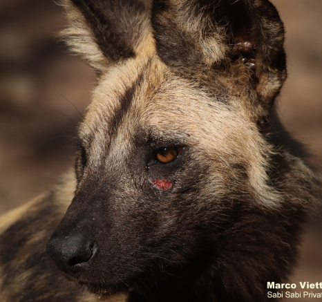 20Marco Vietti Wild Dog 050421 Final 20Marco Vietti Wild Dog 050421 Final