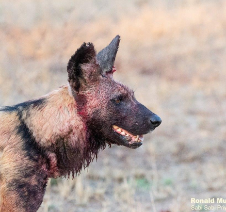 A06ronald Mutero Wilddogs 26092021 Final A06ronald Mutero Wilddogs 26092021 Final